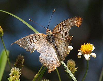 [Top down view as the butterfly as it is perched on a flower. Nearly all the outer edges of the wings are gone with only a small section on the upper right wing and another section on the lower left. The rest of the edges are worn to the outer part of the inner section of the wing. Below that remaining section on the upper right is a missing chunk as if something took a bite out of the wing. ]